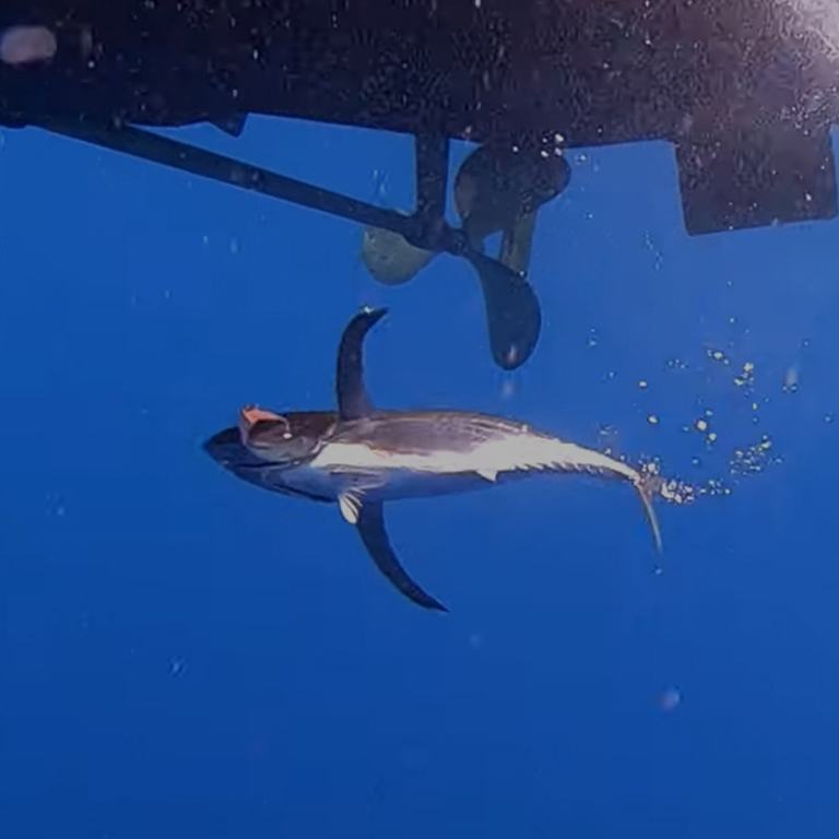 釣りいろは・まぐろ捕獲シーン