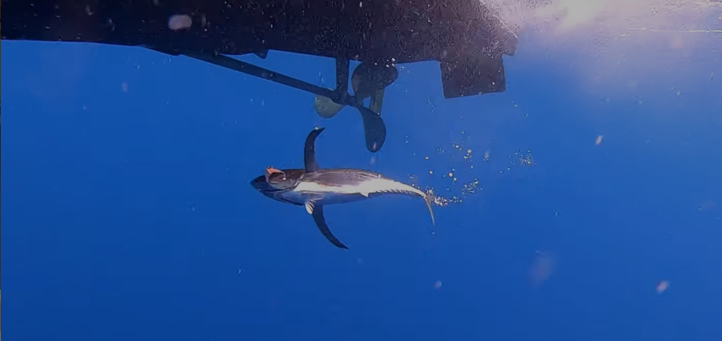 釣りいろは・まぐろ捕獲シーン